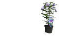 Have Hibiscus 19 cm potte